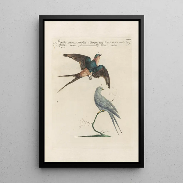 Ornithologia methodice digesta Pl392 - Saverio Manetti — ingelijst kunstwerk aan de muur