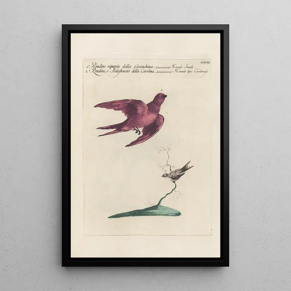 Ornithologia methodice digesta Pl393 - Saverio Manetti — ingelijst kunstwerk aan de muur
