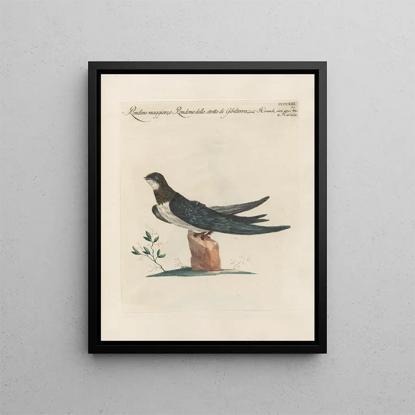 Vogelkennis systematisch geordend Pl395 - Saverio Manetti — ingelijst kunstwerk aan de muur