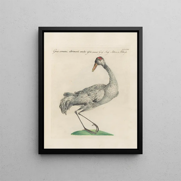 L'ornithologie heeft methodisch verteerd Pl397 - Saverio Manetti — ingelijst kunstwerk aan de muur