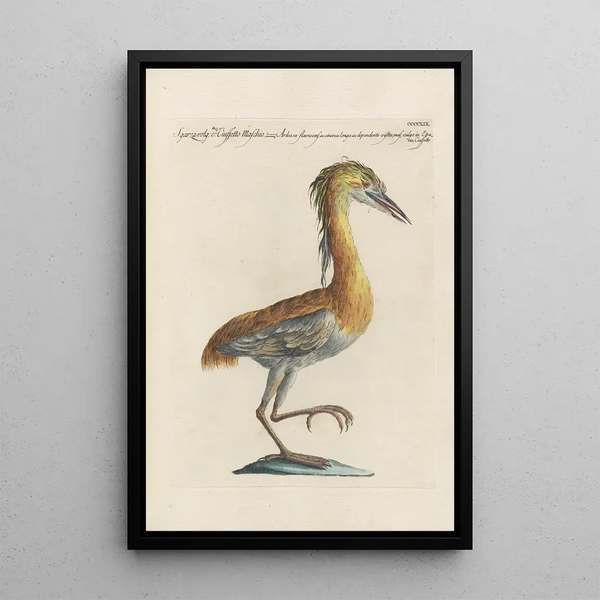 Ornithologia methodice digesta Pl401 - Saverio Manetti — ingelijst kunstwerk aan de muur