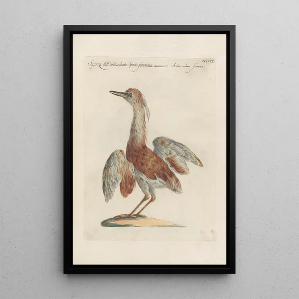 Ornithologia methodice digesta Pl402 - Saverio Manetti — ingelijst kunstwerk aan de muur