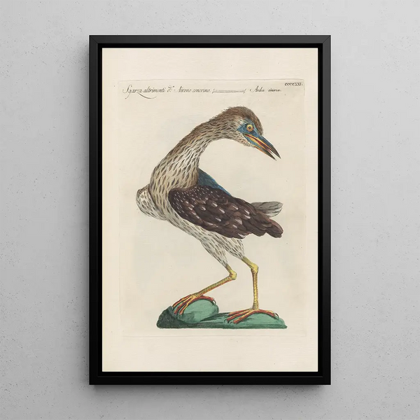 Ornithologia methodice digesta Pl403 - Saverio Manetti — ingelijst kunstwerk aan de muur