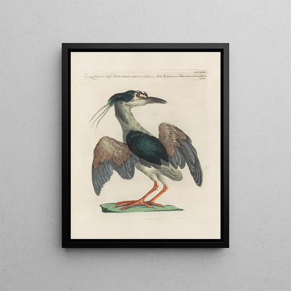 L'ornithologie a méthodiquement gedigestieerd Pl404 - Saverio Manetti — ingelijst kunstwerk aan de muur