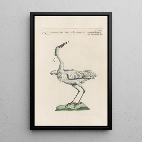 Ornithologia methodice digesta Pl406 - Saverio Manetti — ingelijst kunstwerk aan de muur
