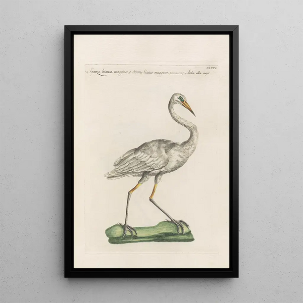 Ornithologia methodice digesta Pl407 - Saverio Manetti — ingelijst kunstwerk aan de muur