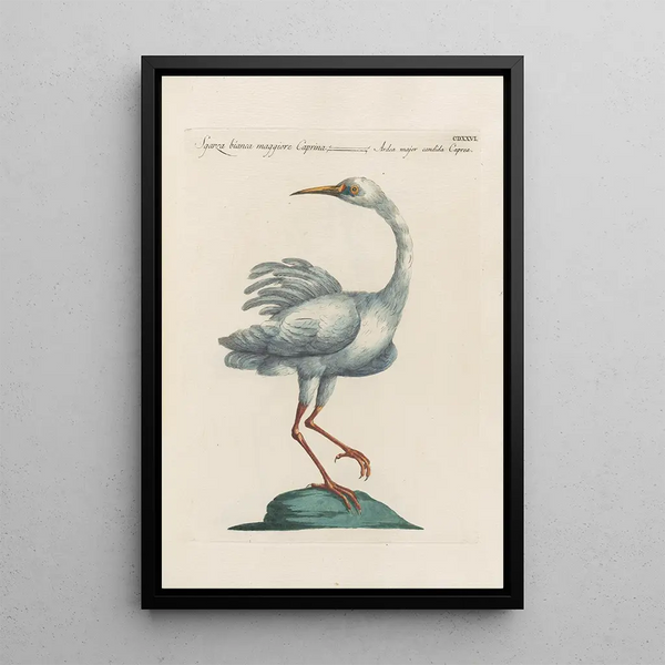 Ornithologia methodice digesta Pl408 - Saverio Manetti — ingelijst kunstwerk aan de muur