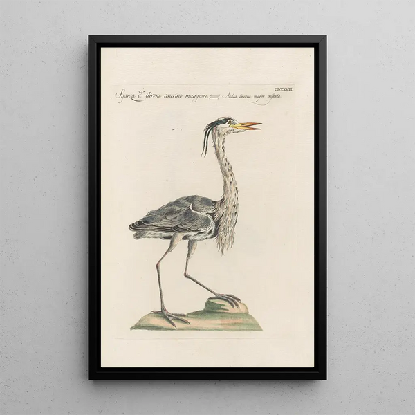 Ornithologia methodice digesta Pl409 - Saverio Manetti — ingelijst kunstwerk aan de muur
