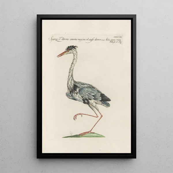 Ornithologia methodice digesta Pl410 - Saverio Manetti — ingelijst kunstwerk aan de muur