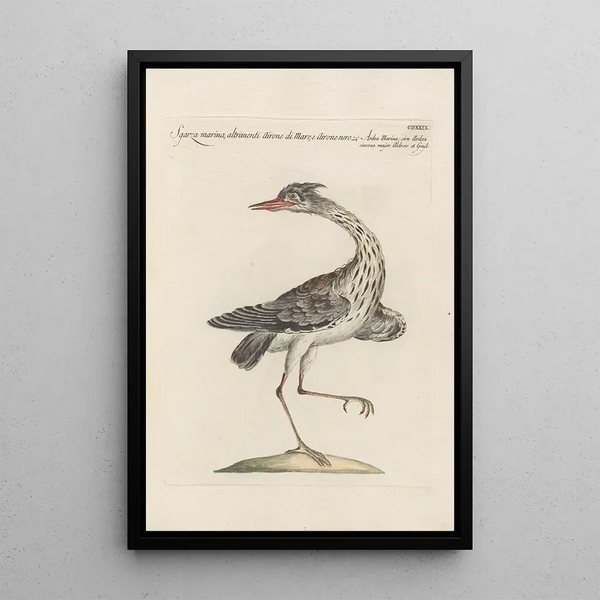 Ornithologia methodice digesta Pl411 - Saverio Manetti — ingelijst kunstwerk aan de muur