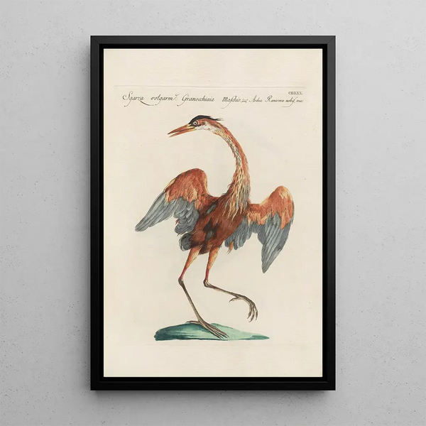 Ornithologia methodice digesta Pl412 - Saverio Manetti — ingelijst kunstwerk aan de muur
