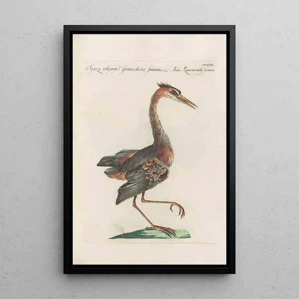 Ornithologia methodice digesta Pl413 - Saverio Manetti — ingelijst kunstwerk aan de muur