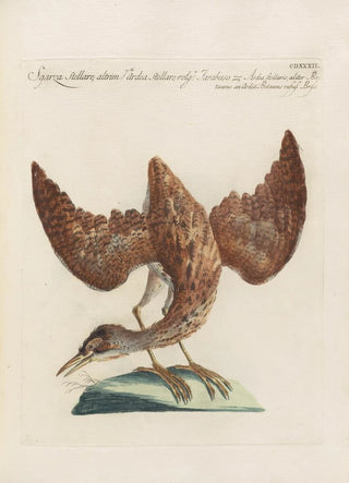 Saverio Manetti - Ornithologia methodice digesta Pl414.webp