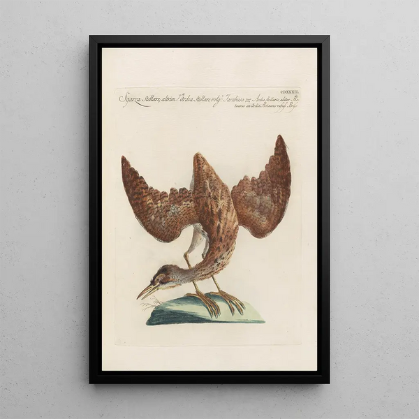 Ornithologia methodice digesta Pl414 - Saverio Manetti — ingelijst kunstwerk aan de muur