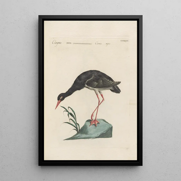Ornithologia methodice digesta Pl415 - Saverio Manetti — ingelijst kunstwerk aan de muur