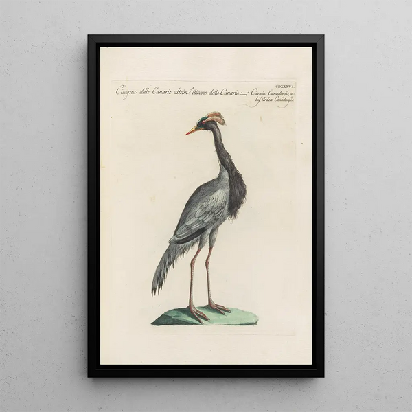 Ornithologia methodice digesta Pl418 - Saverio Manetti — ingelijst kunstwerk aan de muur