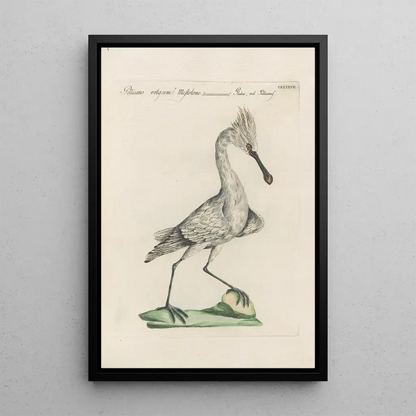 Ornithologia methodice digesta Pl419 - Saverio Manetti — ingelijst kunstwerk aan de muur