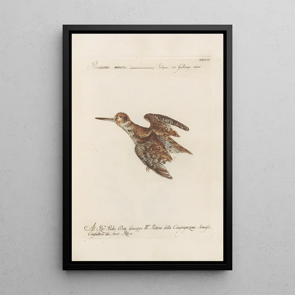 Ornithologia methodice digesta Pl425 - Saverio Manetti — ingelijst kunstwerk aan de muur