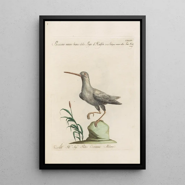 Ornithologia methodice digesta Pl426 - Saverio Manetti — ingelijst kunstwerk aan de muur