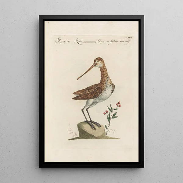 Ornithologia methodice digesta Pl427 - Saverio Manetti — ingelijst kunstwerk aan de muur