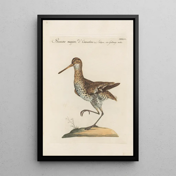 Ornithologia methodice digesta Pl428 - Saverio Manetti — ingelijst kunstwerk aan de muur