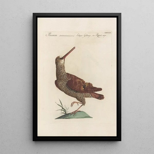 Ornithologia methodice digesta Pl429 - Saverio Manetti — ingelijst kunstwerk aan de muur