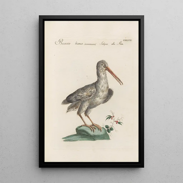 Ornithologia methodice digesta Pl430 - Saverio Manetti — ingelijst kunstwerk aan de muur