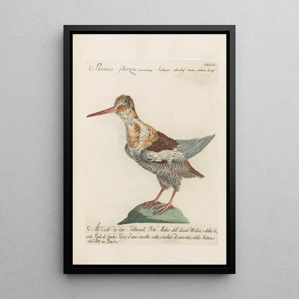 Ornithologia methodice digesta Pl431 - Saverio Manetti — ingelijst kunstwerk aan de muur