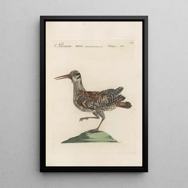 Ornithologia methodice digesta Pl432 - Saverio Manetti — ingelijst kunstwerk aan de muur