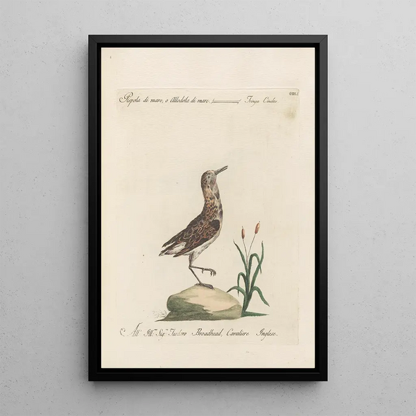 Ornithologia methodice digesta Pl433 - Saverio Manetti — ingelijst kunstwerk aan de muur