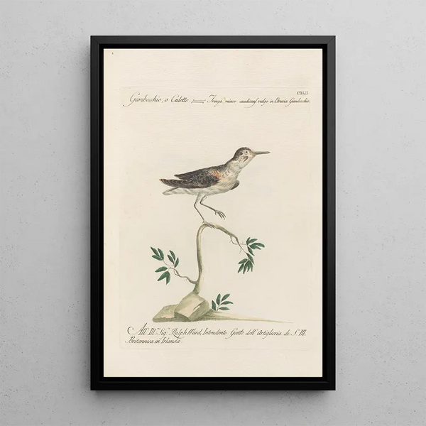 Ornithologia methodice digesta Pl434 - Saverio Manetti — ingelijst kunstwerk aan de muur