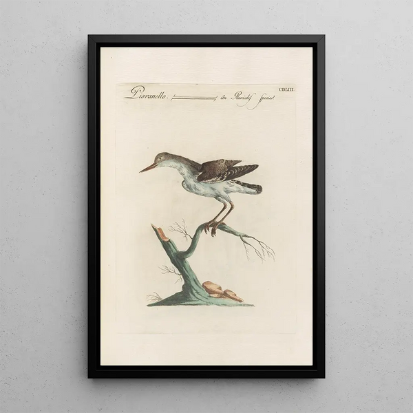 Ornithologia methodice digesta Pl435 - Saverio Manetti — ingelijst kunstwerk aan de muur