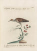 L'ornithologie heeft methodisch verteerd Pl436 - Saverio Manetti — weergave van het kunstwerk