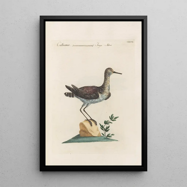 Ornithologia methodice digesta Pl439 - Saverio Manetti — ingelijst kunstwerk aan de muur