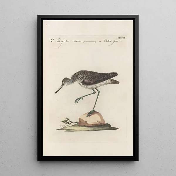 Ornithologia methodice digesta Pl440 - Saverio Manetti — ingelijst kunstwerk aan de muur