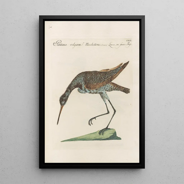 Ornithologia methodice digesta Pl442 - Saverio Manetti — ingelijst kunstwerk aan de muur