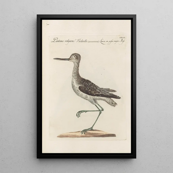 Ornithologia methodice digesta Pl443 - Saverio Manetti — ingelijst kunstwerk aan de muur