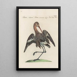 Saverio Manetti - Ornithologia methodice digesta Pl444.webp