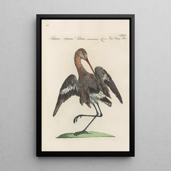 Ornithologia methodice digesta Pl444 - Saverio Manetti — ingelijst kunstwerk aan de muur