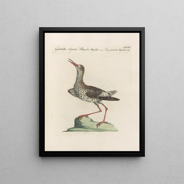 L'ornithologie heeft methodisch verteerd Pl445 - Saverio Manetti — ingelijst kunstwerk aan de muur