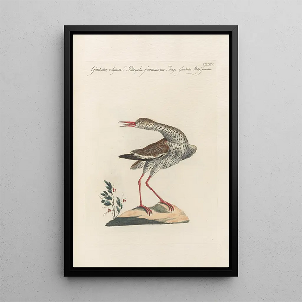 Ornithologia methodice digesta Pl446 - Saverio Manetti — ingelijst kunstwerk aan de muur
