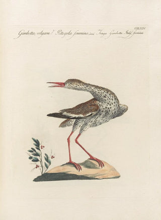 Saverio Manetti - Ornithologia methodice digesta Pl446.webp