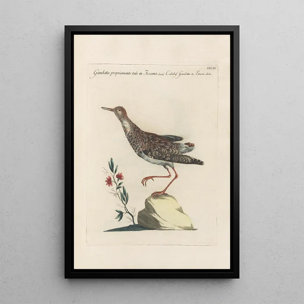 Ornithologia methodice digesta Pl447 - Saverio Manetti — ingelijst kunstwerk aan de muur