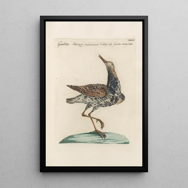 Ornithologia methodice digesta Pl448 - Saverio Manetti — ingelijst kunstwerk aan de muur
