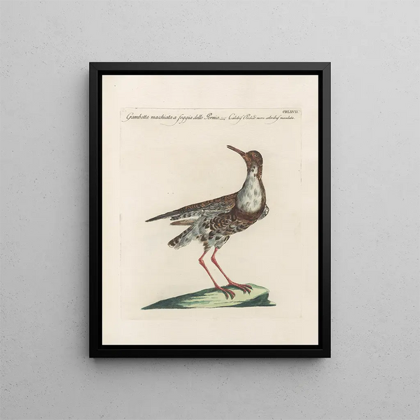 L'ornithologie a méthodiquement gedigestieerd Pl449 - Saverio Manetti — ingelijst kunstwerk aan de muur