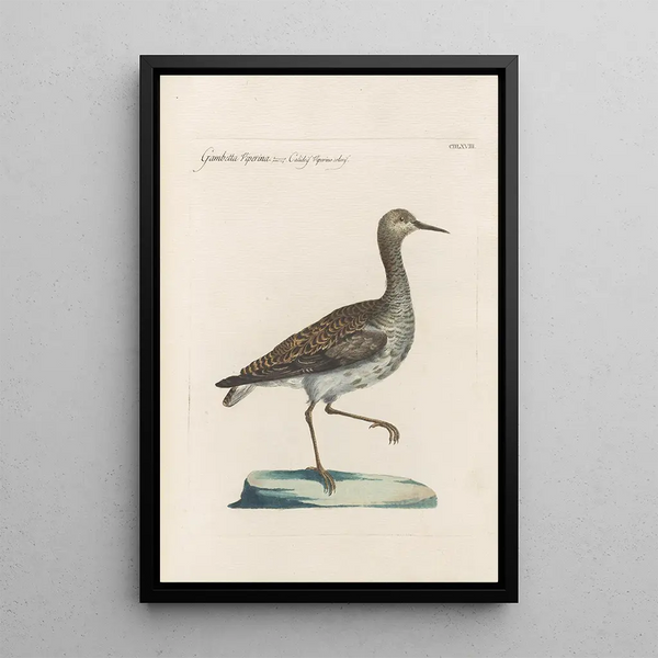 Ornithologia methodice digesta Pl450 - Saverio Manetti — ingelijst kunstwerk aan de muur