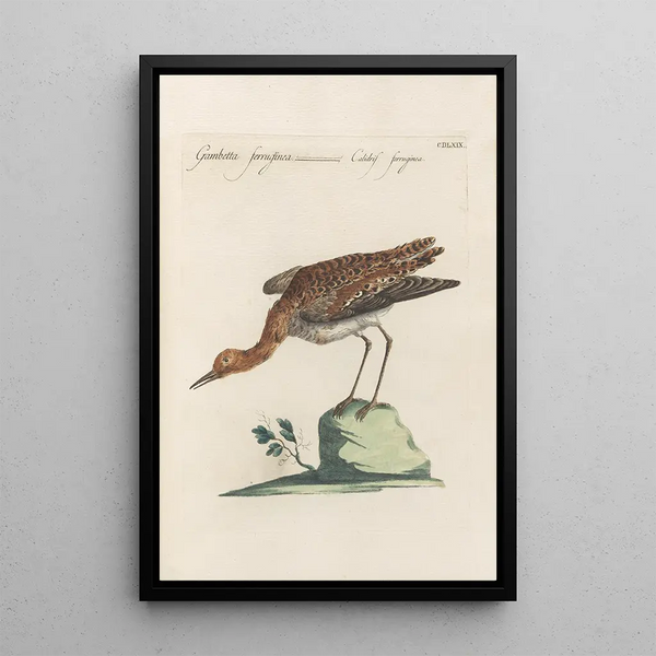 Ornithologia methodice digesta Pl451 - Saverio Manetti — ingelijst kunstwerk aan de muur