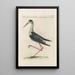 Ornithologia methodice digesta Pl452 - Saverio Manetti — ingelijst kunstwerk aan de muur