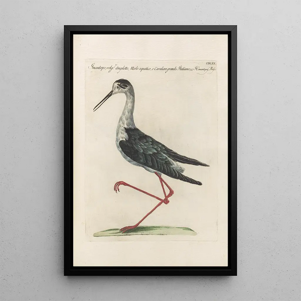 Ornithologia methodice digesta Pl452 - Saverio Manetti — ingelijst kunstwerk aan de muur