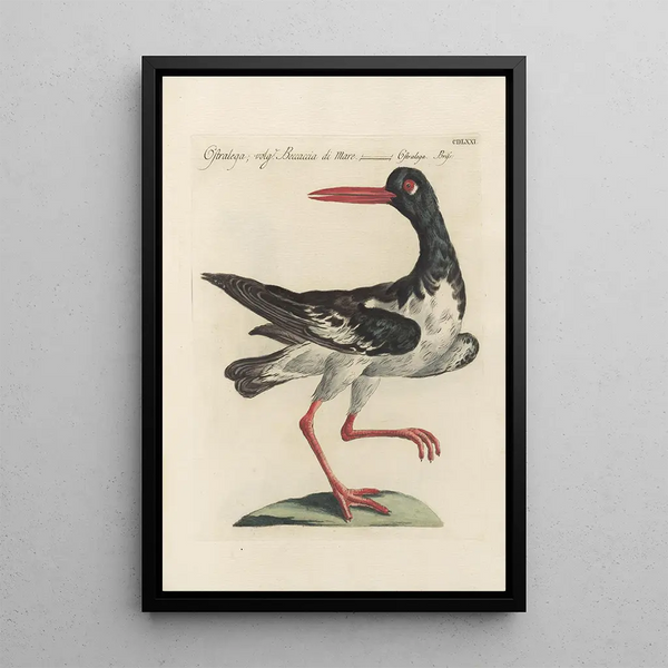 Ornithologia methodice digesta Pl453 - Saverio Manetti — ingelijst kunstwerk aan de muur